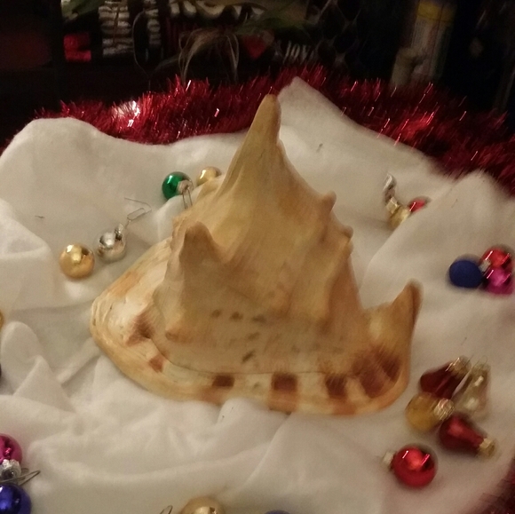 Sea Shell - Picture 2 of 2